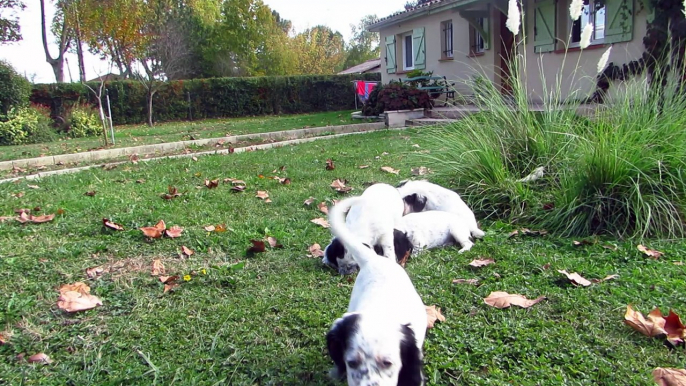 bébés holly jeu