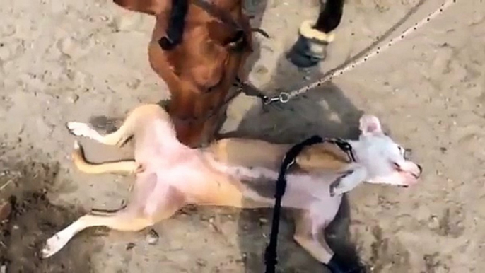 Ce chien se fait masser... par un cheval!!!