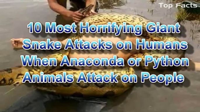 Giant Anaconda Attacks Human Caught on Camera - When Animals attack People - Most Amazing Attacks