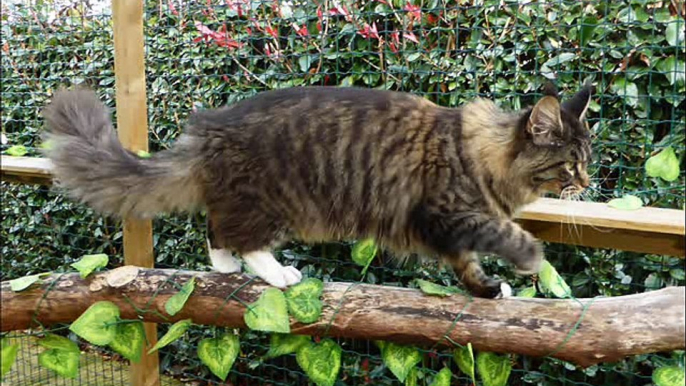 CHATTERIE HELFINA COONS - MAINE COON