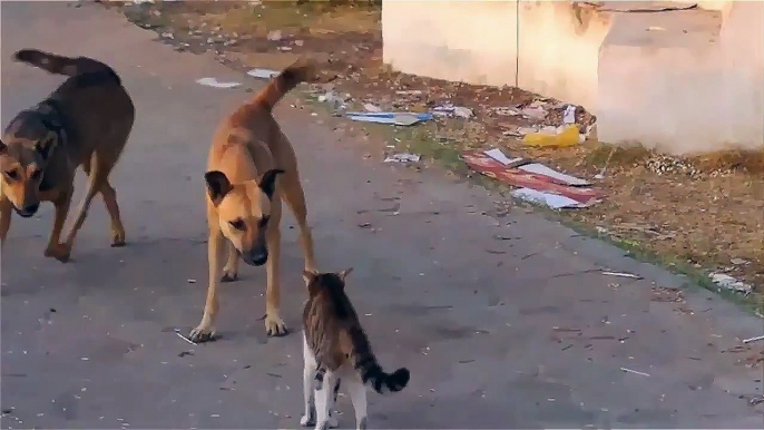 funny animals cats and dogs - cool cat - Cat wins two Dogs - cats and dogs funny videos