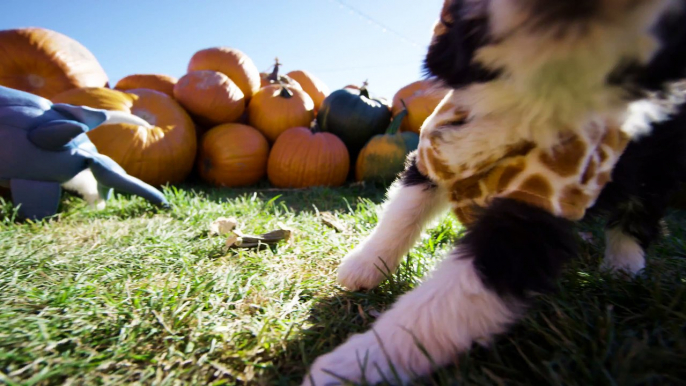 Pour halloween.. Offrez vous un de ces mignons bébé chiens !