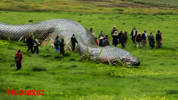 ANACONDAS GIGANTES REALES: Anacondas mas grandes del mundo – Animales salvajes