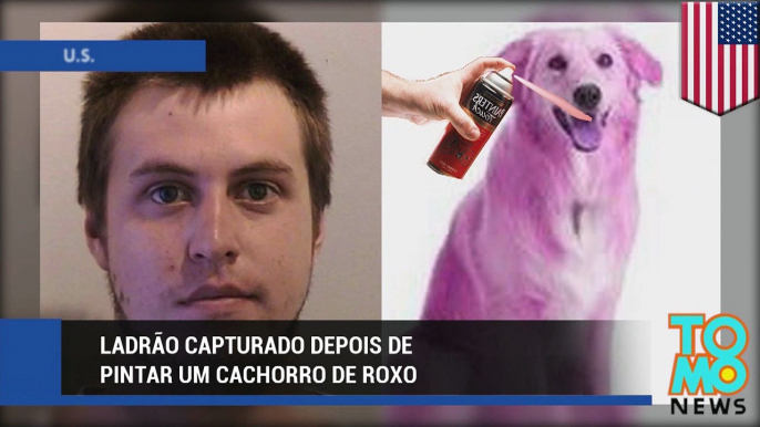 Ladrão preso depois de pintar cachorro de roxo.