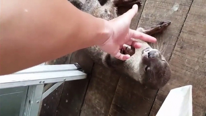 Cette loutre sauvage adore jouer comme un petit chien