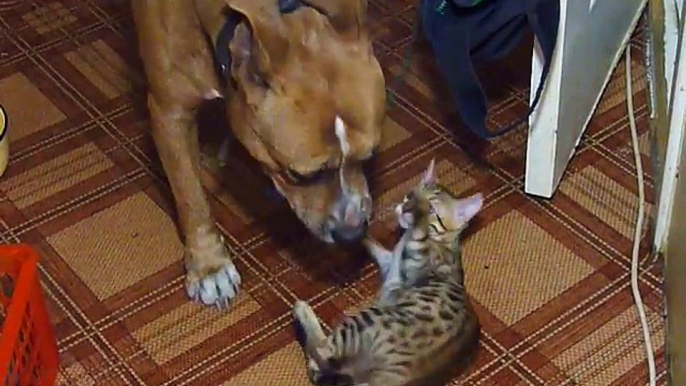 Un chien et un chaton bengal meilleurs potes c'est trop mignon