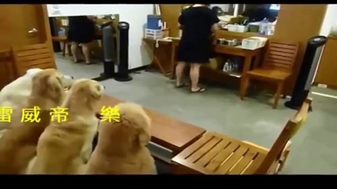 Top 5 Discipline Dogs Videos Compilation 2015 - YouTube