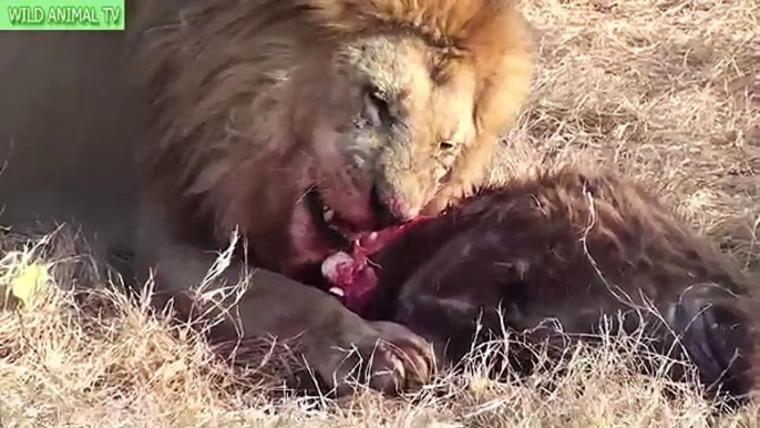 Lions vs Buffalo, Lion vs Crocodile | Real Fight Most Amazing Animals Attack #PART2