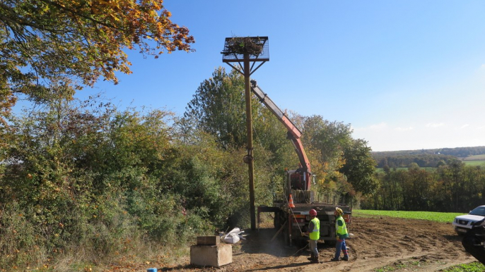 De nouveaux habitats pour les cigognes blanches