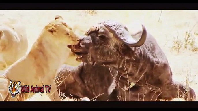 León vs Buffalo, Cocodrilo Ataques de Cebra y Gnu | Más Increíble de Animales Salvajes Ataques #24 PARTE 1