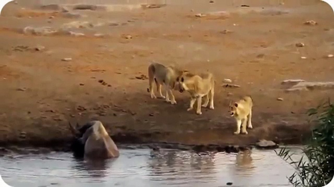 La mayoría de los Increíbles Animales Salvajes Ataques , Rhino vs león, Cocodrilo vs cebra, de Leopardo