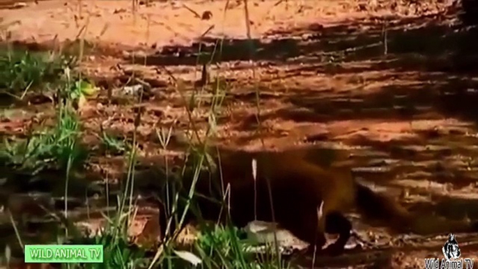 El rey Cobra vs Águila, la Ardilla, la Mangosta y el Oso de la Lucha Real # la Mayoría de los Increíbles Animales Salvajes Ataques HD FUL