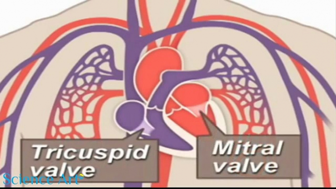 How The Heart Works Animation Video - How Does the Circulatory System Work_ Card