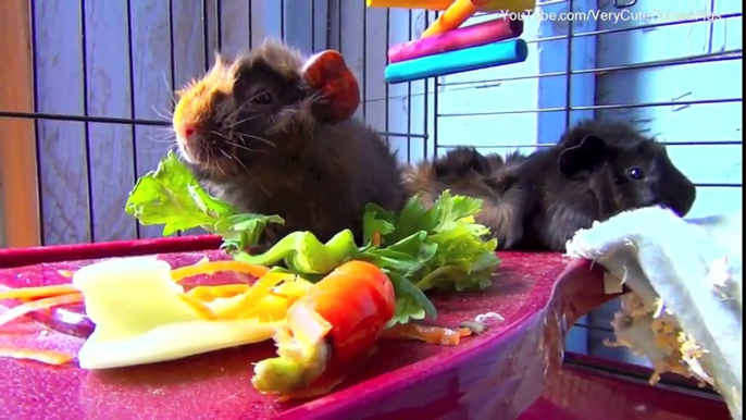 Baby Guinea Pigs Have Breakfast