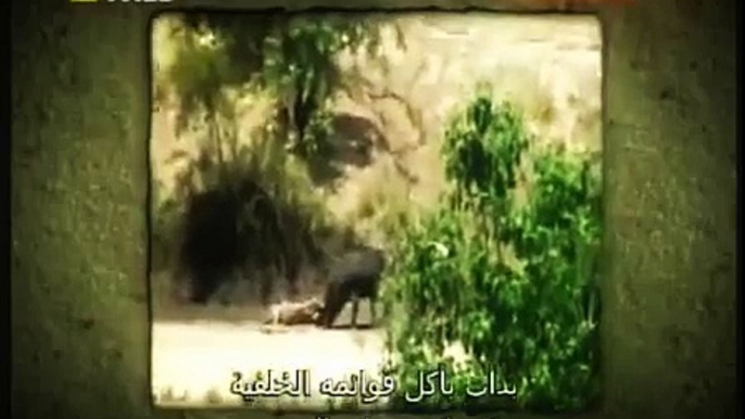 national Geographic# elephant saves buffalo from death by national geographic...amazing -Documentary