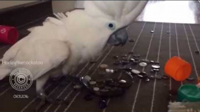 Delighted Cockatoo Plays With Her Collection of Buttons