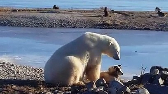 Regardez la réaction adorable d'un ours polaire qui croise un chien !