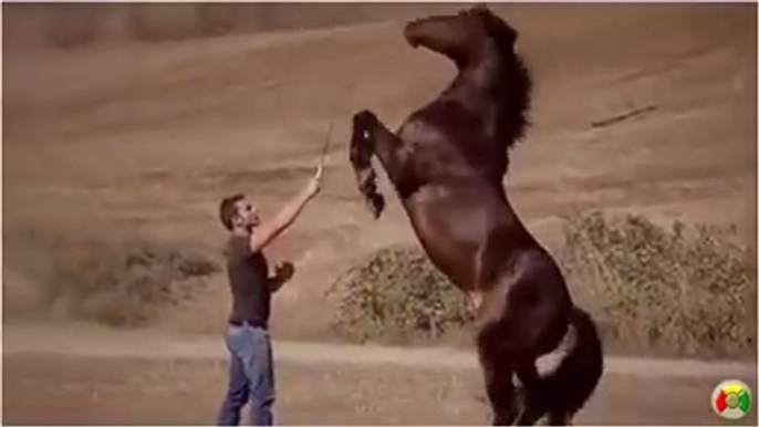 horse training Funniest Videos