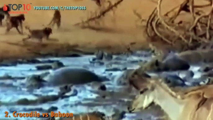 THE TOP 10 -- TOP 10 CROCODILE ATTACKS -- Crocodile vs Zebra, Elephant, Baboon, Wild Boar, Buffalo