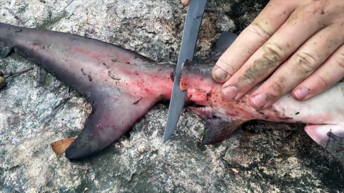 Shark fishing - Catch n Cook! HD