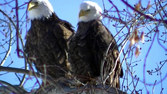 STUNNING AMERICAN EAGLE on the Upper Mississippi River in HD