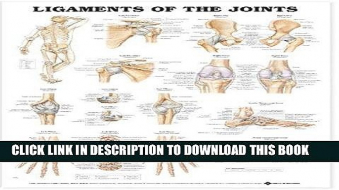 [PDF] Ligaments of the Joints Anatomical Chart Popular Online