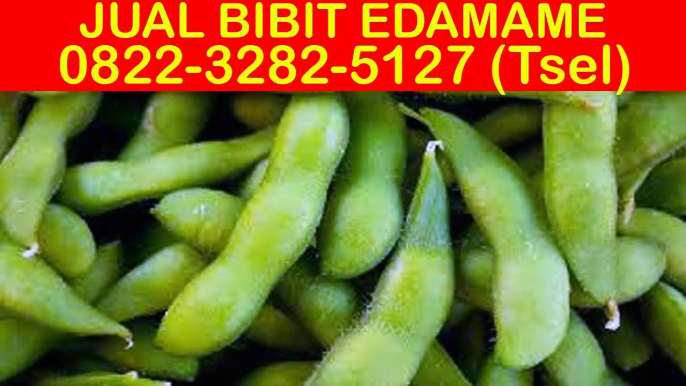 0822-3282-5127 (Tsel), Jual Bibit Edamame Malang