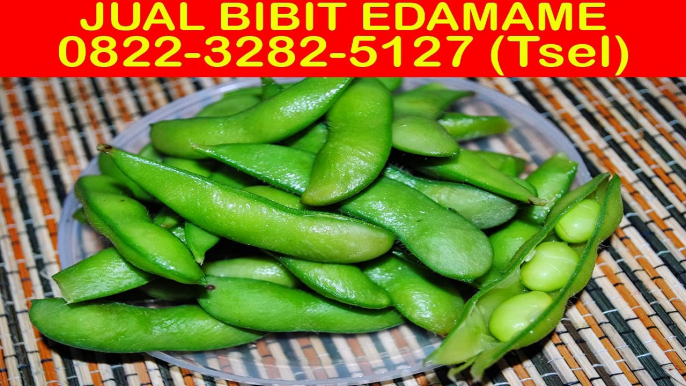 0822-3282-5127 (Tsel), Jual Bibit Kedelai Jepang