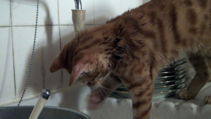 Cat vs water XD