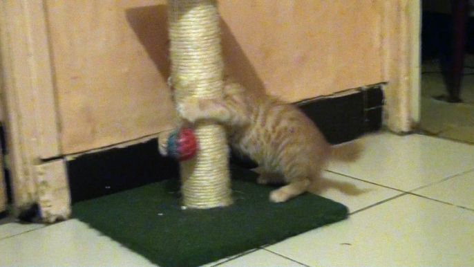 Sherlock le chaton joue! Kitten plays. So funny XD