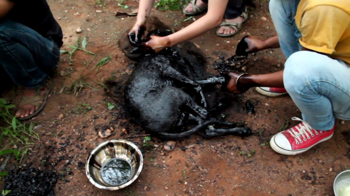 Ce chien est tombé dans une marre de goudron, laissé pour mort, regardez-le quelques semaines plus tard