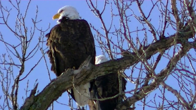 American Bald Eagle Resting on Tree watch in HD Full Screen