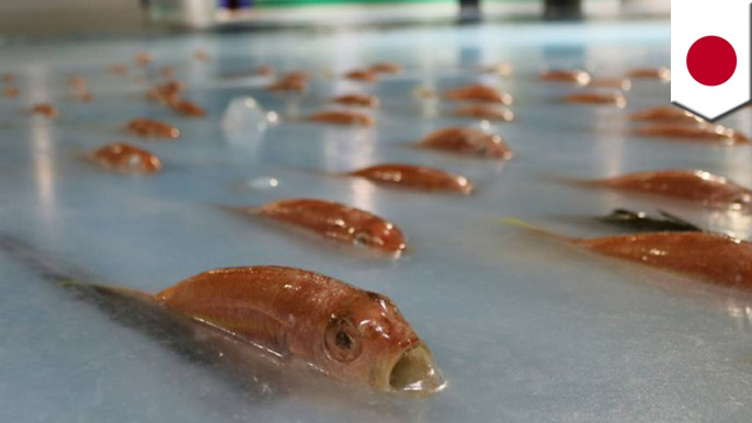 Japanese skating rink slammed for putting 5,000 fish under the ice