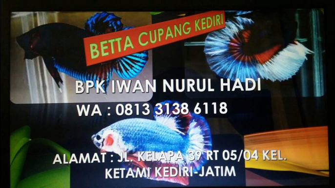 WA 0813 3138 6118 ikan cupang ekor kipas, ikan cupang ekor terpanjang, ikan cupang ekor jarum