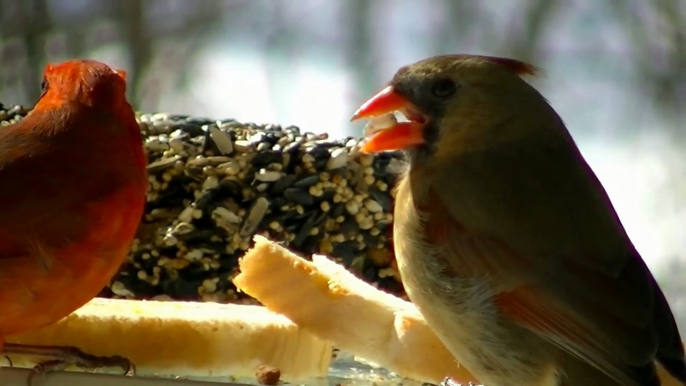 BIRDS KISSING Popular Birds Minnesota NATURE IN HD