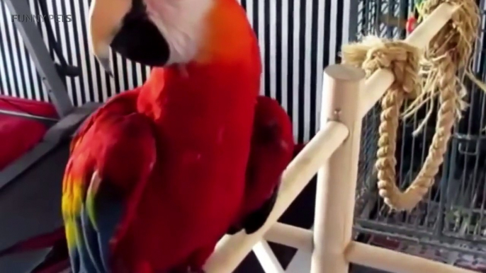 FUNNY PARROTS ★ World's BEST Talking Parrots (HD) [Funny Pets]