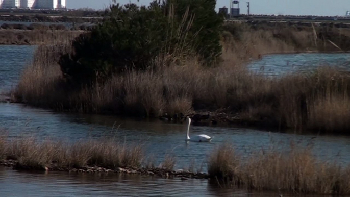 Un cygne à Fos sur mer