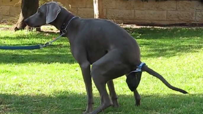This device fixes the worst thing about owning a dog