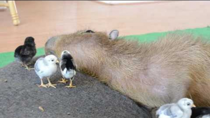 Exhausted Capybara Can't Keep Up With All These Chicks