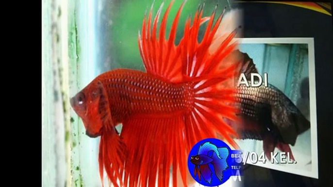 WA 0813 3138 6118 jual ikan betta bangkok, jual ikan betta serit, jual ikan betta