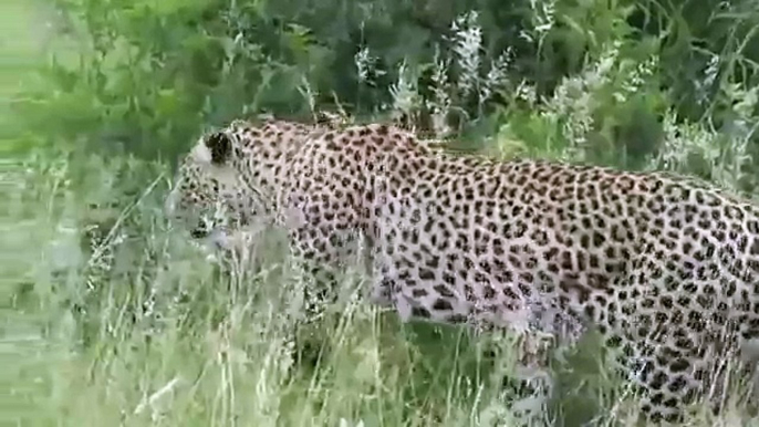 Kruger National Park - Leopard hunts and kills baby Warthog. Kruger Park.