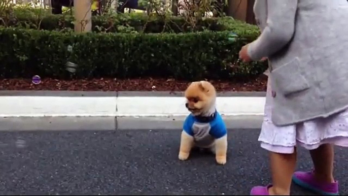 Jiffpom | Dog ► Dog Doing Funny thing 2016 | Dog happy with bubbles 2016 | New funny jiff #70