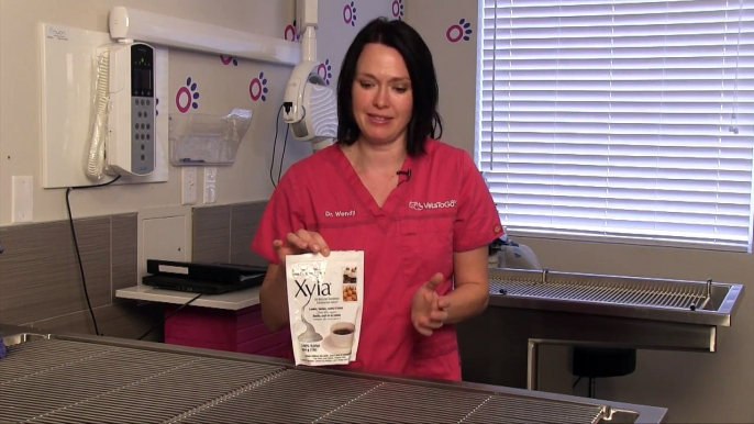 Why is Xylitol So Dangerous for Pets? | Ask Dr. Wendy