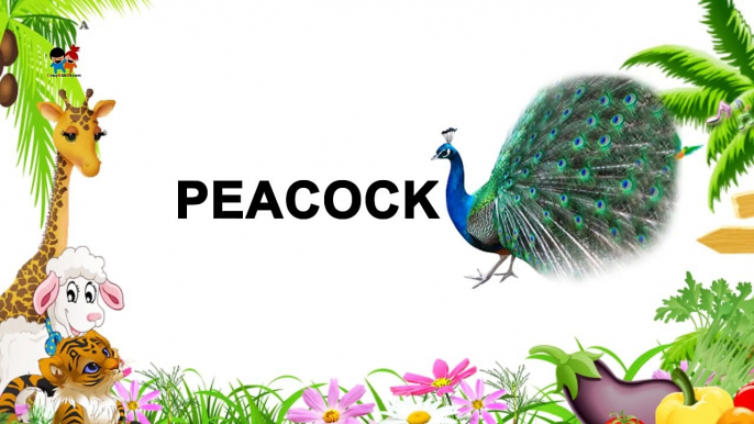 Learn English Birds Names - Preschool Nursery rhymes for children