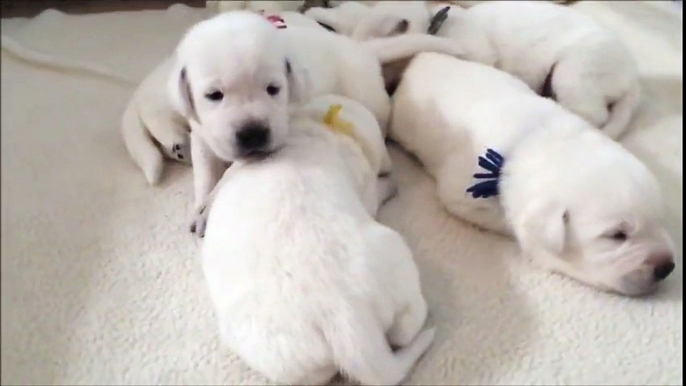 Wouuu qui veut ces petit bébé chiots tous mignons ?