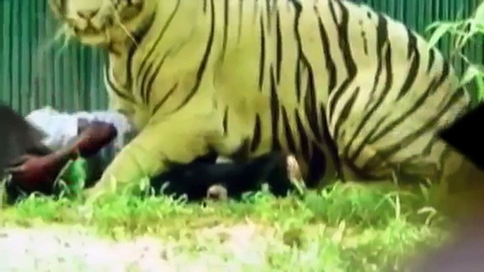 Tiger Saving The Man It Killed In Delhi Zoo A New Debate