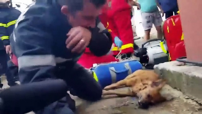 Mira como un bombero le salvó la vida a un perro