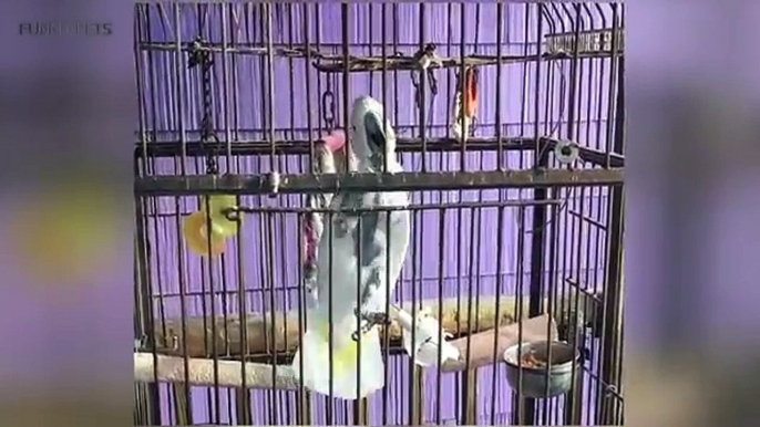 FUNNY BIRDS ★ Birds Are AWESOME [Funny Pets]