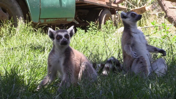 Con helados refrescan los animales del Buin Zoo de Chile ante la ola calor