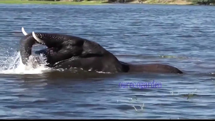 Lion vs Bull Elephant Crocodile vs Elephant Lion vs Hyena Male Lion Attacks - When Prey Fights Back